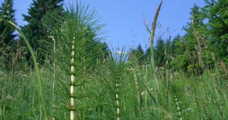 What are Horsetail Weeds